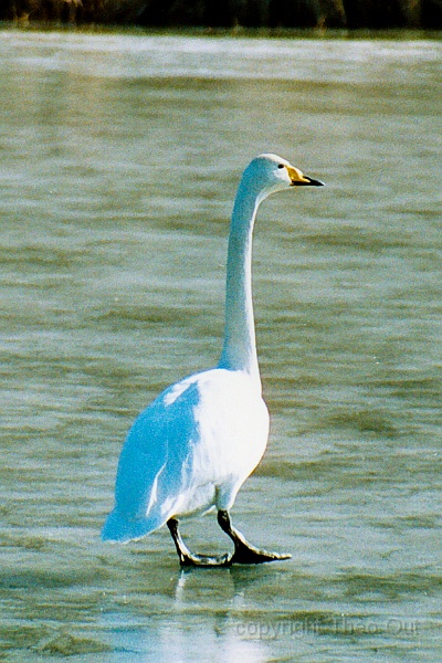 wilde zwanen-feb-2003-f2c.jpg